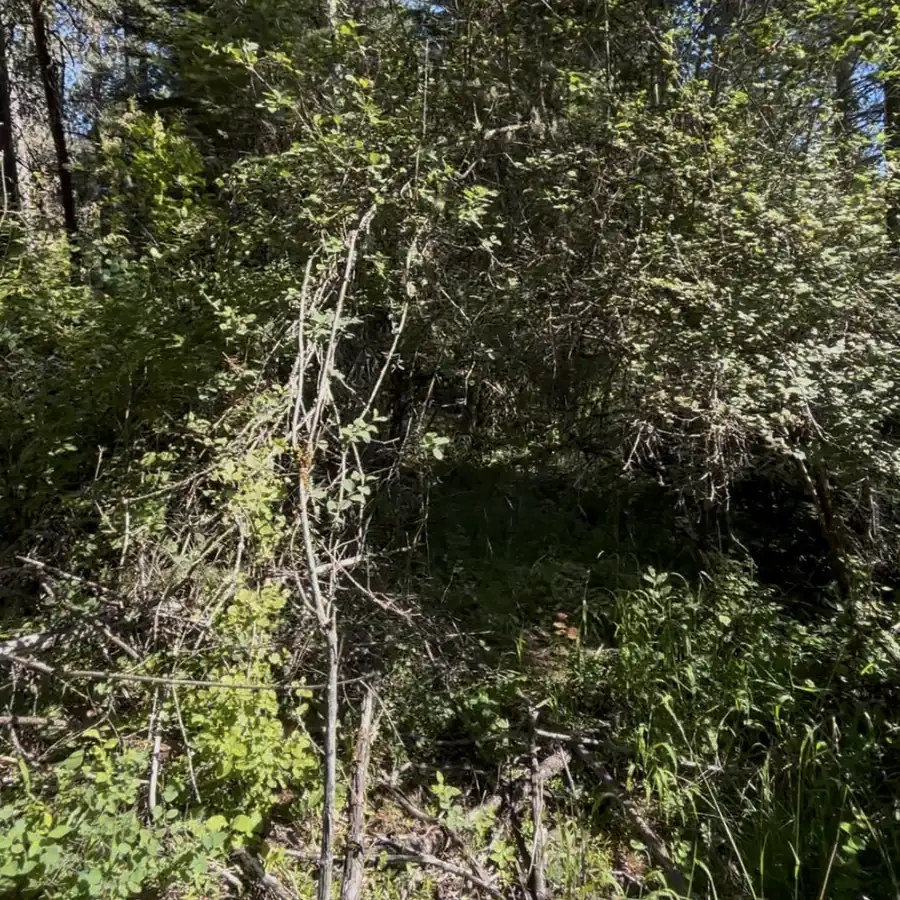 Before: impenetrable wall of brush and ladder fuels
